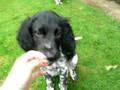 Munsterlander and springer spaniel friends
