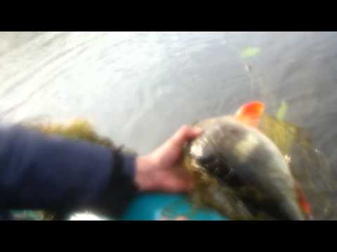 вываживание линя видео вываживание линя видео