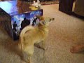 Roxie loves RockBand Roxie loves RockBand