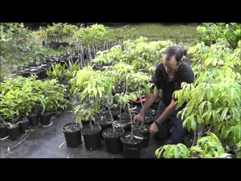 how to care for lychee plant