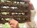 8 - Handling of Starter Hives 8 - Handling of Starter Hives