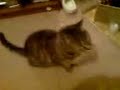 mad cat