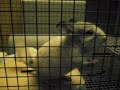 MY THREE BABY CHINCHILLAS!