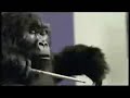 Cadbury Gorilla Nickelback Remix Cadbury Gorilla Nickelback Remix