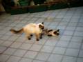 videos de Funny Siames Cats