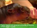 Sydney zoo shows off baby hippo