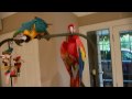 The Natural Theft Deterrent - My 2 Macaws