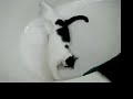 Kitty Can Breakdance