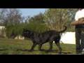 cane corso addestramento