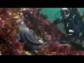 pulpo_congrio3.flv