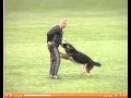 Ink Zoterhund C