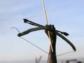 clip video Philip Pickett Venus & Adonis: Behold my arrows and my bow