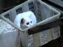 hiks, my indoor male white cat and his outdoor friends.