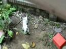 hiks, my indoor male white cat and his outdoor friends.
