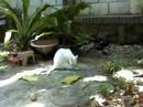 hiks, my indoor male white cat and his outdoor friends.