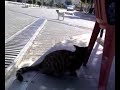 Garfield-?erafettin