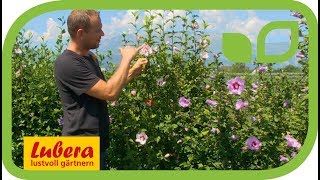 Ziele der Hibiskus-Züchtung bei Lubera