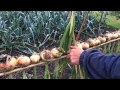 Drying Onions the John Battye Way