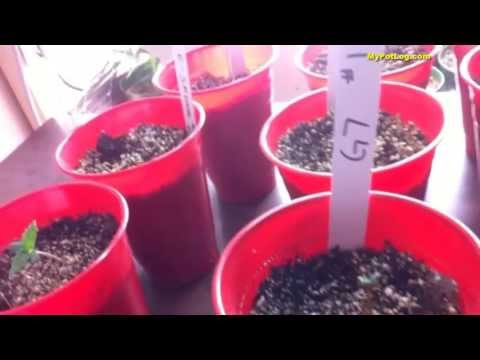 how to transplant weed sprouts