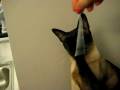 Catbook Movie: The Twisty Tie