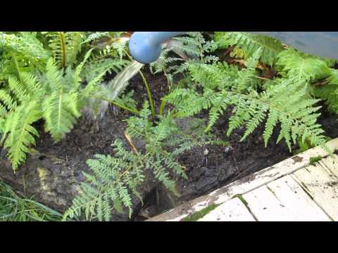 how to replant fern tree