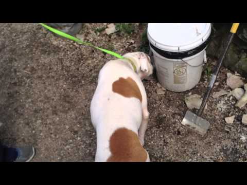 how to collect a urine sample from a dog