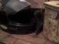 videos de filhotes 2