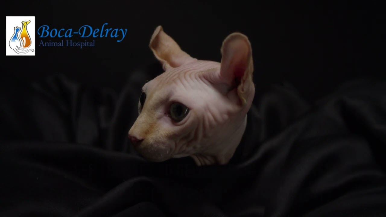 Boca Delray Animal Hospital