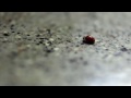 Thumbnail #1