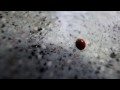 Thumbnail #2