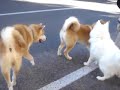 AKI geloso (AKITA INU)