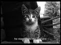 Filmmaking with cats 2