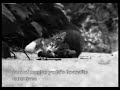 Filmmaking with cats 2