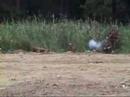 4 Piknik militarny w Ha?lachu - cz??? 2 4 Piknik militarny w Ha?lachu - cz??? 2