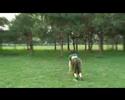 See video