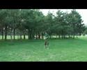 Back Flip with a Smile