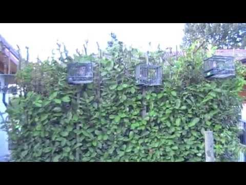 Immagine anteprima YouTube