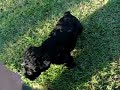 Schnorkie Puppies 3