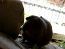 Poppet Being Shy Again