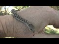 snake in the grass