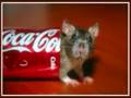 Pepsi vs Coke Coke vs Pepsi
