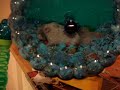 baby hamsters eating