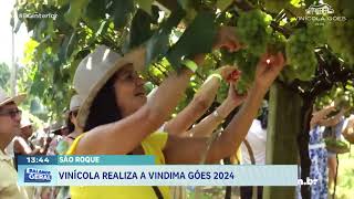 São Roque: Vinícola realiza a Vindima Góes 2024
