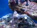 Blennie and ?coral 2?
