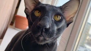 Oriental Shorthair Cat Martin Wants to Get Love