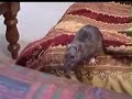 Rat Infestation Rat Infestation