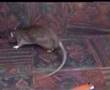 Rat Infestation