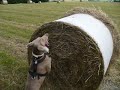 Jennynka na ceste k Vrani skale