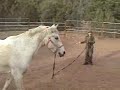 Little girl and Andalusian horse