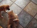 Shiba Inu